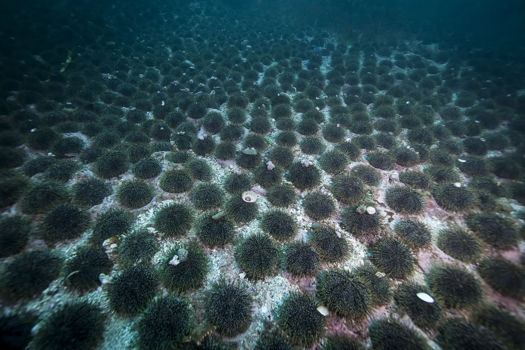 Underwater photo of Kina covering sea floor. Image by EnviroStrat.