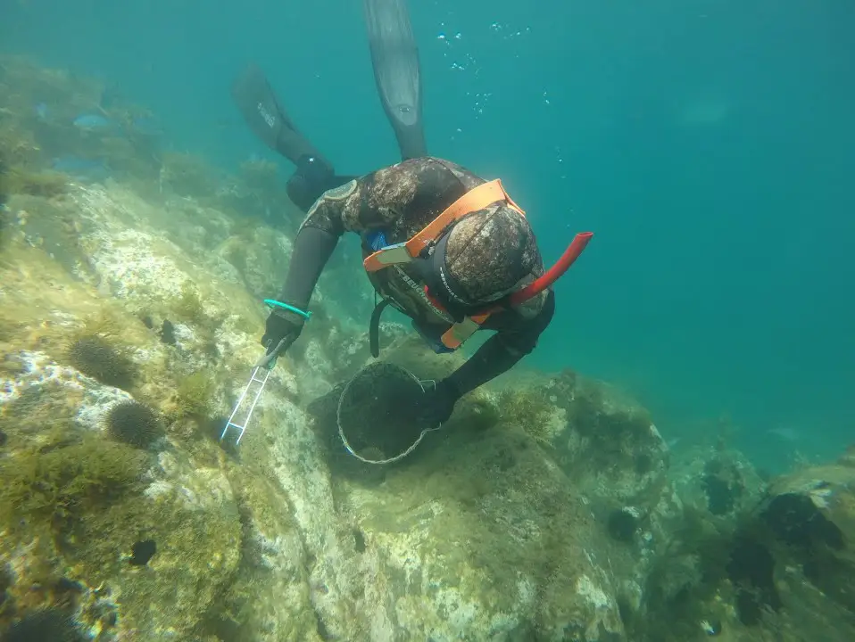 Diver hand catching kina from barren areas of the seabed. Image by EnviroStrat.