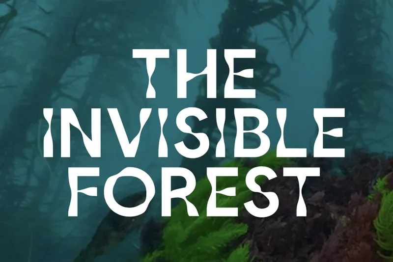 The Invisible Forest. Image by Google.